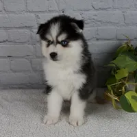 Nickson, a male Pomsky for sale in Fresno, OH – Photo 4 of 6