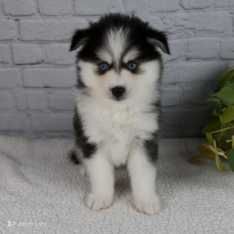 Nickson – Pomsky puppy for sale in Fresno, OH