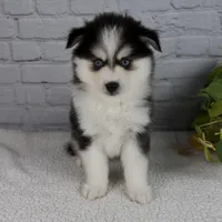 Nickson, a male Pomsky for sale in Fresno, OH – Photo 1 of 6