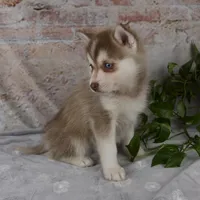 Geneva, a female Pomsky for sale in Fresno, OH – Photo 2 of 6