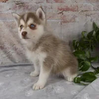 Geneva, a female Pomsky for sale in Fresno, OH – Photo 4 of 6