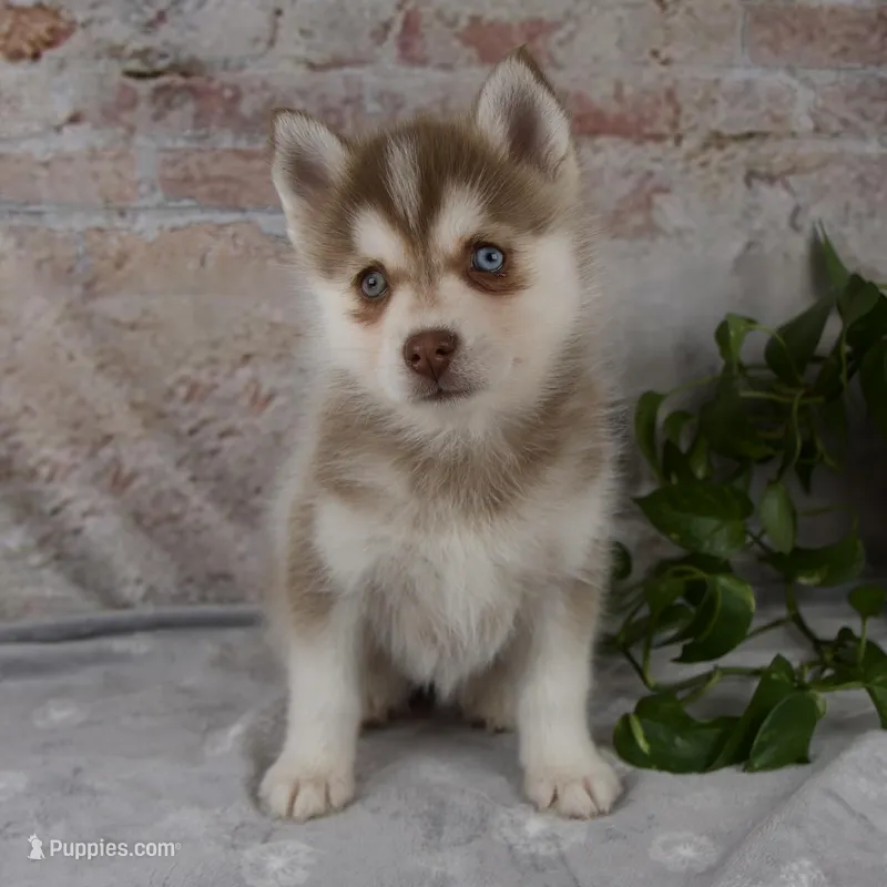 Geneva – Pomsky puppy for sale in Fresno, OH