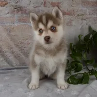 Geneva, a female Pomsky for sale in Fresno, OH – Photo 1 of 6