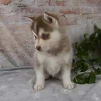 Geneva, a female Pomsky for sale in Fresno, OH – Photo 6 of 6