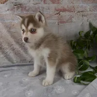 Geneva, a female Pomsky for sale in Fresno, OH – Photo 3 of 6