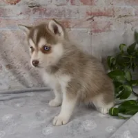 Geneva, a female Pomsky for sale in Fresno, OH – Photo 5 of 6