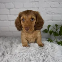 Cami, a female Miniature Dachshund for sale in Fresno, OH – 1 of 6