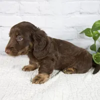 Forest, a male Miniature Dachshund for sale in Fresno, OH – 3 of 8