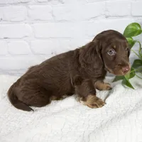 Forest, a male Miniature Dachshund for sale in Fresno, OH – 2 of 8