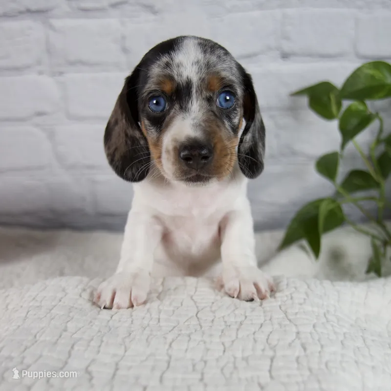 Hazel – Miniature Dachshund puppy for sale in Fresno, OH