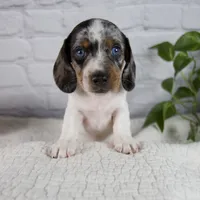 Hazel, a female Miniature Dachshund for sale in Fresno, OH – 1 of 9