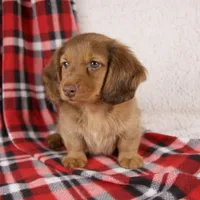 Evan, a male Miniature Dachshund for sale in Fresno, OH – 8 of 9