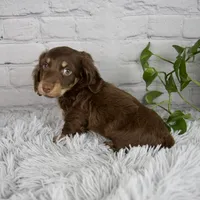Cleo, a male Miniature Dachshund for sale in Fresno, OH – 4 of 7