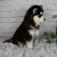Tucker, a male Pomsky for sale in Fresno, OH – 3 of 6