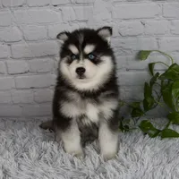 Tucker, a male Pomsky for sale in Fresno, OH – 1 of 6