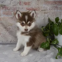 King, a male Pomsky for sale in Fresno, OH – Photo 3 of 6