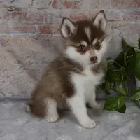 King, a male Pomsky for sale in Fresno, OH – Photo 4 of 6