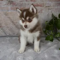 King, a male Pomsky for sale in Fresno, OH – Photo 5 of 6