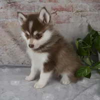 King, a male Pomsky for sale in Fresno, OH – Photo 2 of 6