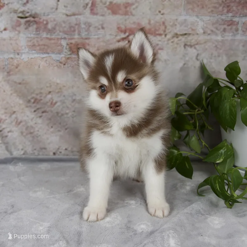 King – Pomsky puppy for sale in Fresno, OH