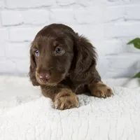 Forest, a male Miniature Dachshund for sale in Fresno, OH – 4 of 8
