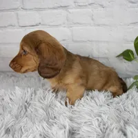 Cami, a female Miniature Dachshund for sale in Fresno, OH – 3 of 6