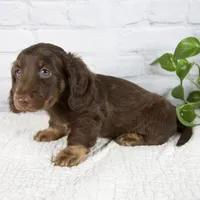 Forest, a male Miniature Dachshund for sale in Fresno, OH – 6 of 8