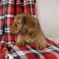 Evan, a male Miniature Dachshund for sale in Fresno, OH – 6 of 9