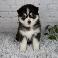 Tanner, a male Pomsky for sale in Fresno, OH – 1 of 5