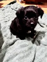 Raphael/Waffie - Yorkie, a male Yorkshire Terrier for sale in Columbia, SC – 4 of 5