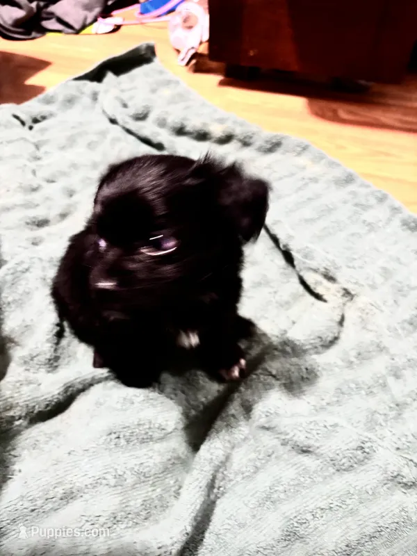 Raphael/Waffie - Yorkie – Yorkshire Terrier puppy for sale in Columbia, SC
