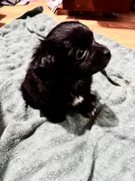 Raphael/Waffie - Yorkie, a male Yorkshire Terrier for sale in Columbia, SC – 3 of 5