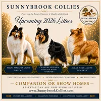 Pumpkin x Dallas, a  Collie for sale in Pomona Park, FL – 7 of 7