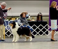 Pepper x Charlie, a  Collie for sale in Pomona Park, FL – 8 of 9