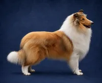 Pepper x Charlie, a  Collie for sale in Pomona Park, FL – 2 of 9