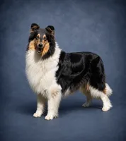 Pepper x Charlie, a  Collie for sale in Pomona Park, FL – 7 of 9