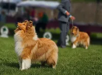 Pumpkin x Dallas, a  Collie for sale in Pomona Park, FL – 3 of 7