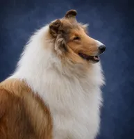 Pepper x Charlie, a  Collie for sale in Pomona Park, FL – 4 of 9