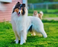 Pumpkin x Dallas, a  Collie for sale in Pomona Park, FL – 6 of 7