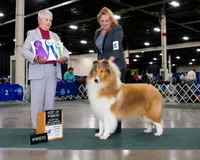 Pepper x Charlie, a  Collie for sale in Pomona Park, FL – 5 of 9