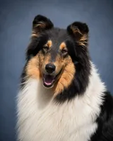 Pepper x Charlie, a  Collie for sale in Pomona Park, FL – 6 of 9