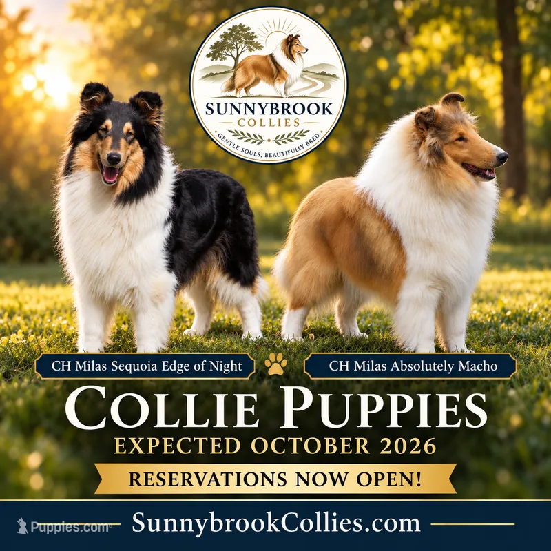 Pepper x Charlie – Collie puppy for sale in Pomona Park, FL