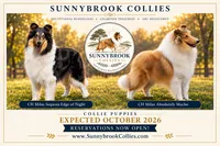 Pepper x Charlie, a  Collie for sale in Pomona Park, FL – 9 of 9