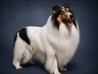 Pumpkin x Dallas, a  Collie for sale in Pomona Park, FL – 5 of 7