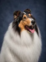 Pumpkin x Dallas, a  Collie for sale in Pomona Park, FL – 4 of 7