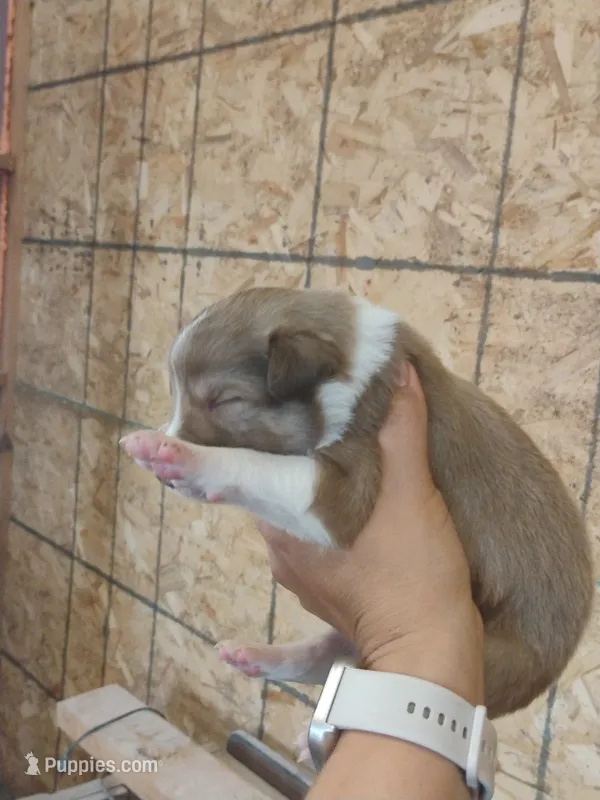 Baxter – Australian Shepherd, Border Collie puppy for sale in Dallas, WI