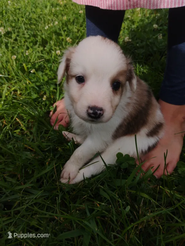 Bruno  – Australian Shepherd, Border Collie puppy for sale in Dallas, WI
