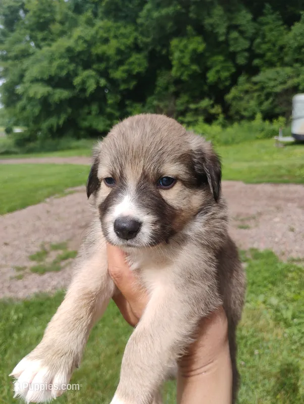 Buster – Australian Shepherd, Border Collie puppy for sale in Dallas, WI