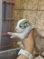 Bella, a female Australian Shepherd and Border Collie for sale in Dallas, WI – 1 of 1