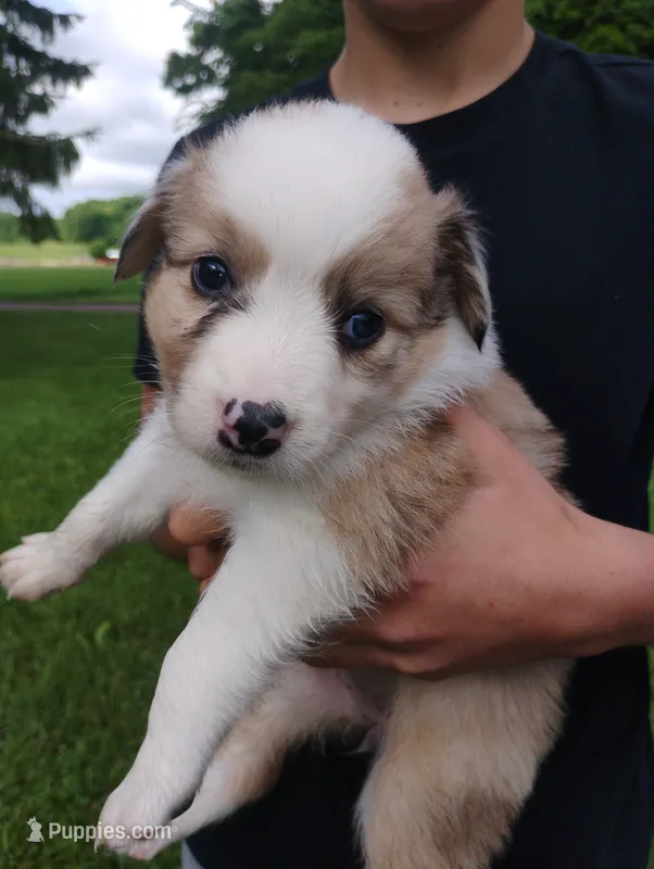 Bella – Australian Shepherd, Border Collie puppy for sale in Dallas, WI